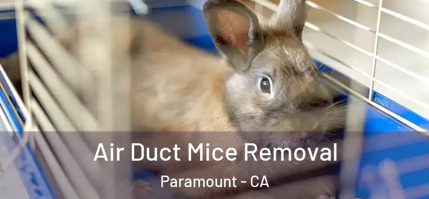 Air Duct Mice Removal Paramount - CA